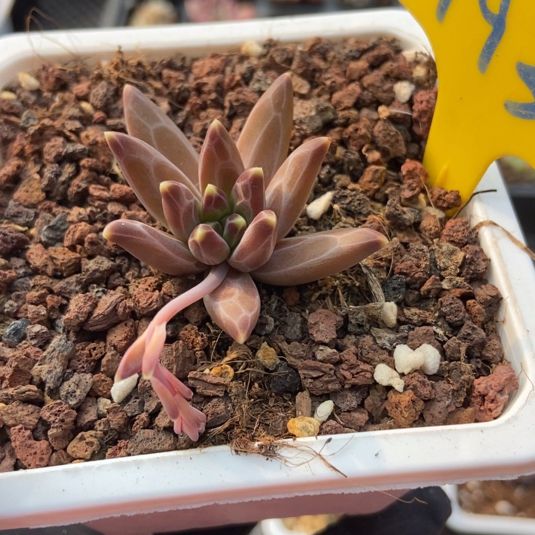 793梵高美人多肉植物保护