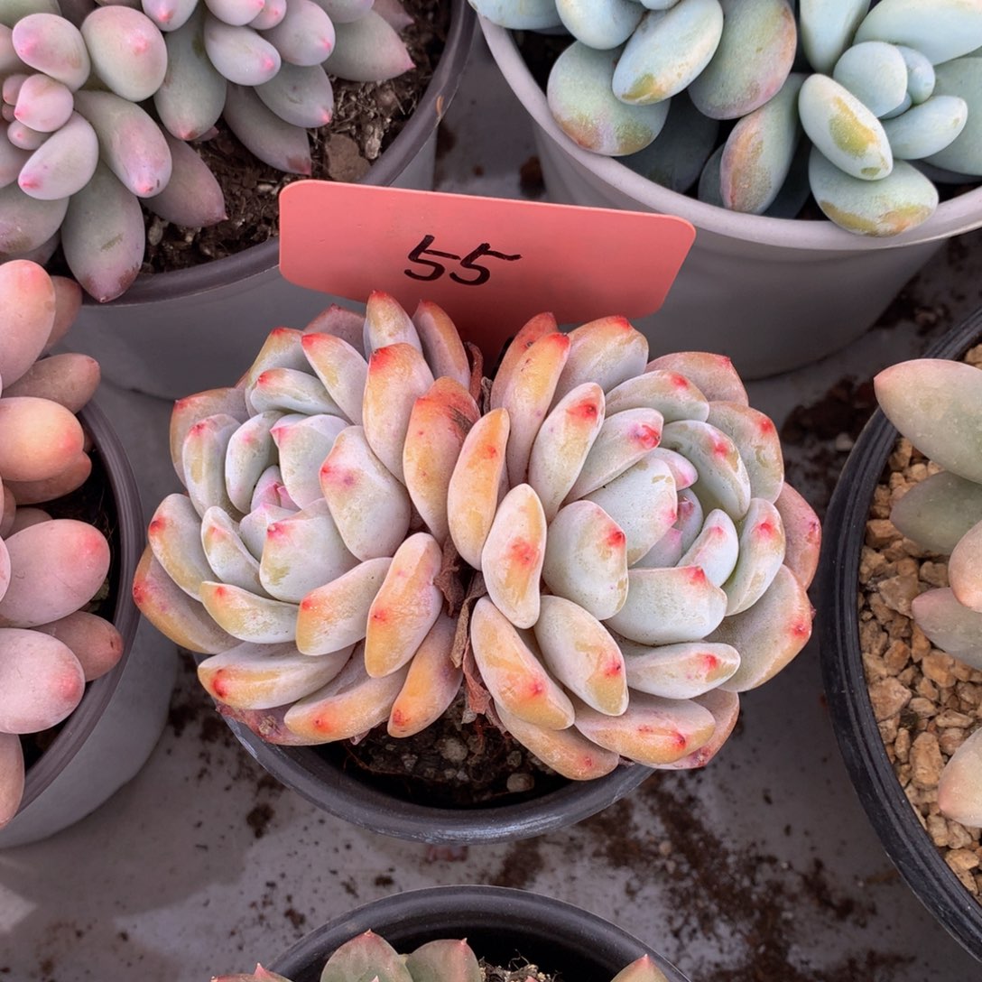 承蒙哭626262627372727