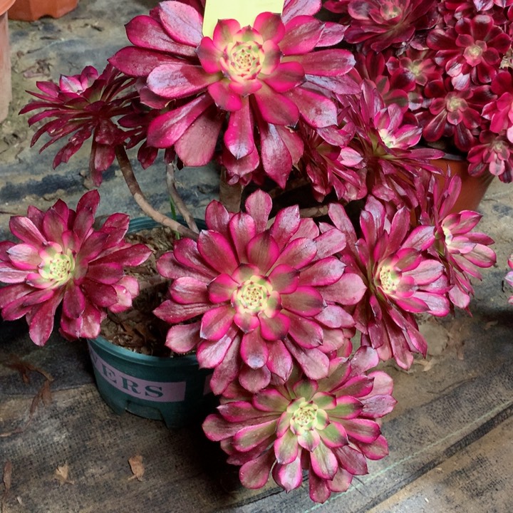 52美姬多肉111111