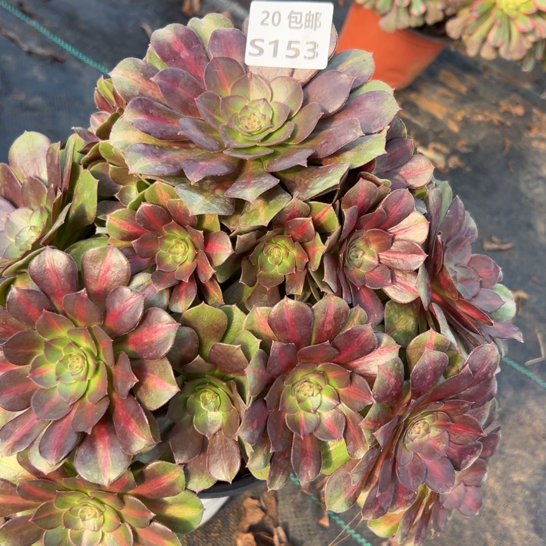 153红茶，多肉法师