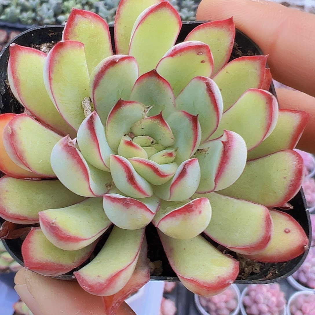 肉酱玫瑰19包邮多肉