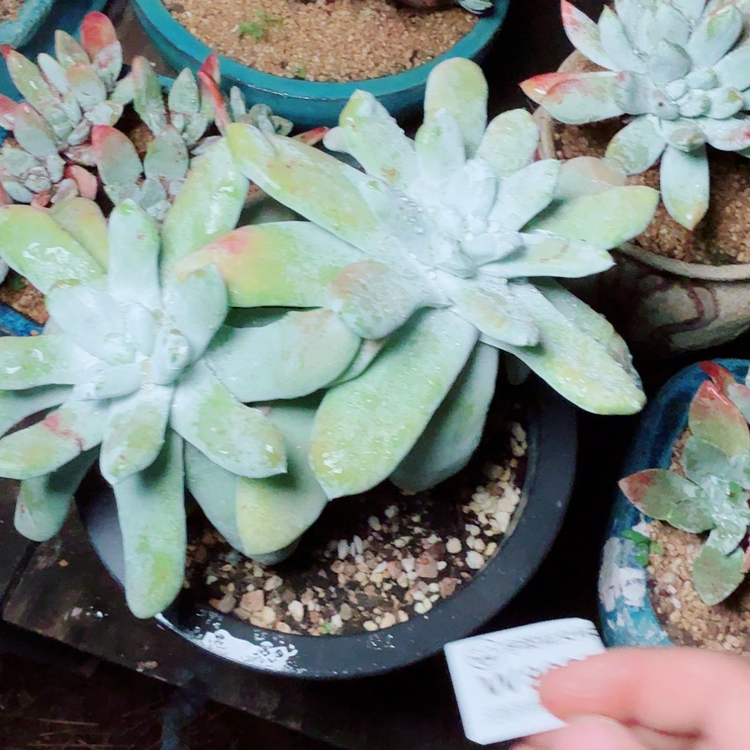 8025拇指仙女杯多肉