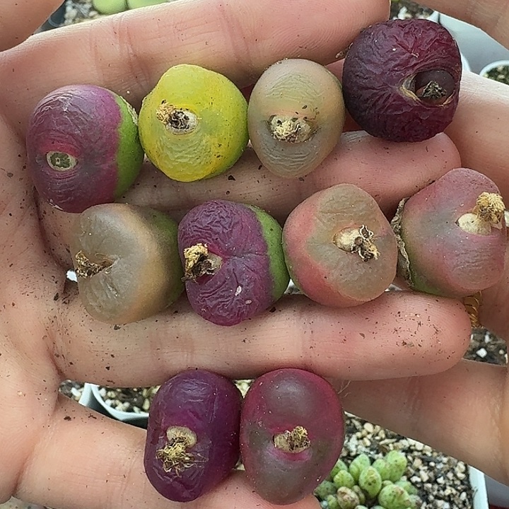 老马生石花毛汗尼1201