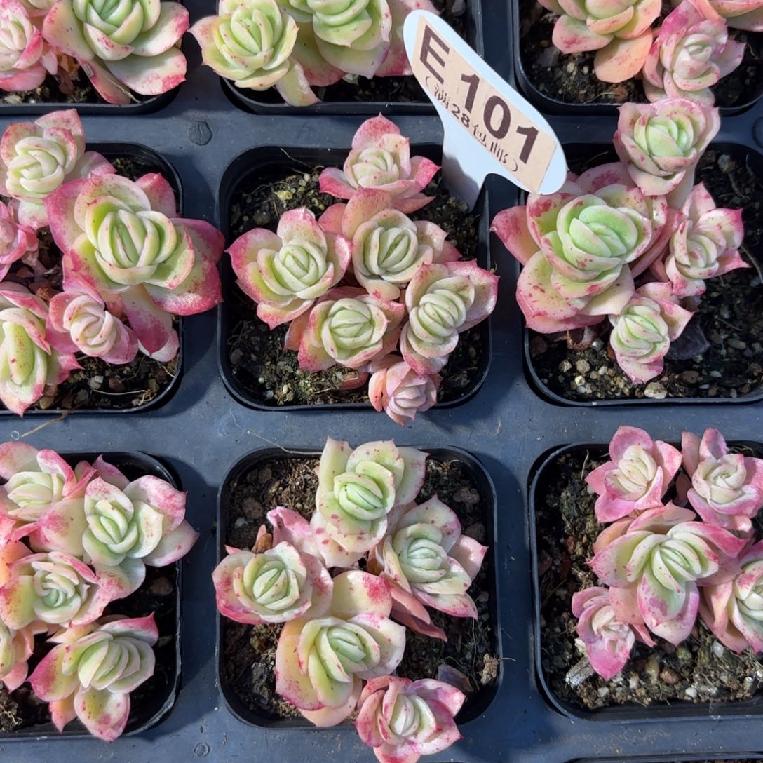 E101冰玫瑰锦一物一拍