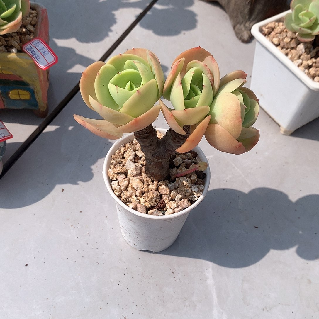 鸡蛋碧桃多肉植物