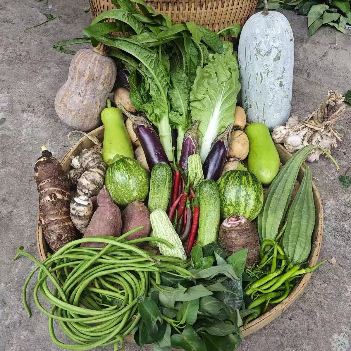 <大龙站闻小康>湖南农家自种当季新鲜蔬菜天然绿色食品