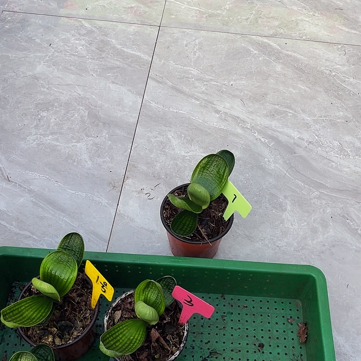 完全开放浅体短宽