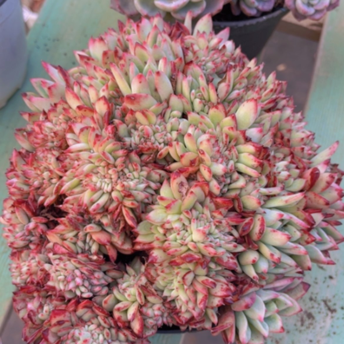 【闪购商品】红拉糖07243