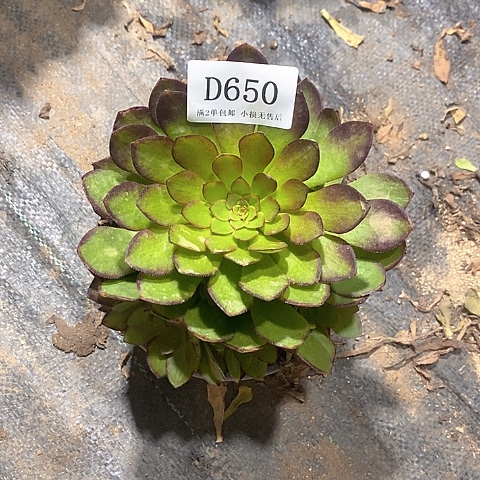 650桃花石多肉法师锦