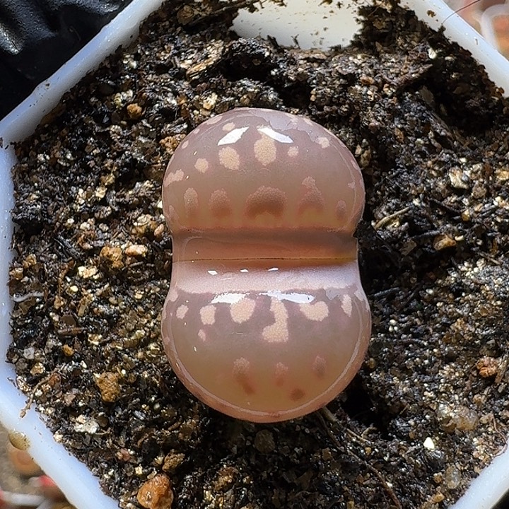 生石花3:：：。  2号。 2.0左右