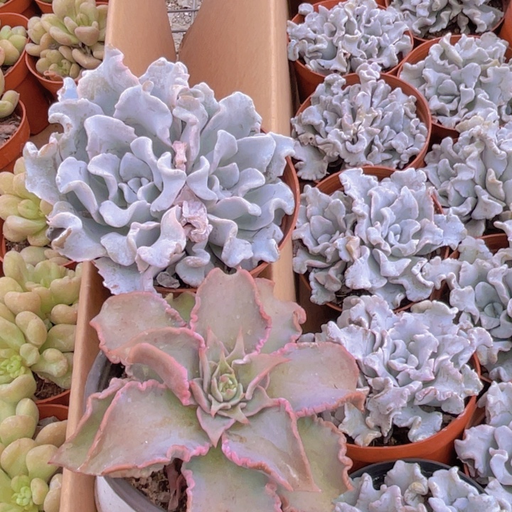 大白饺子皮多➕红饺子皮单头➕1土