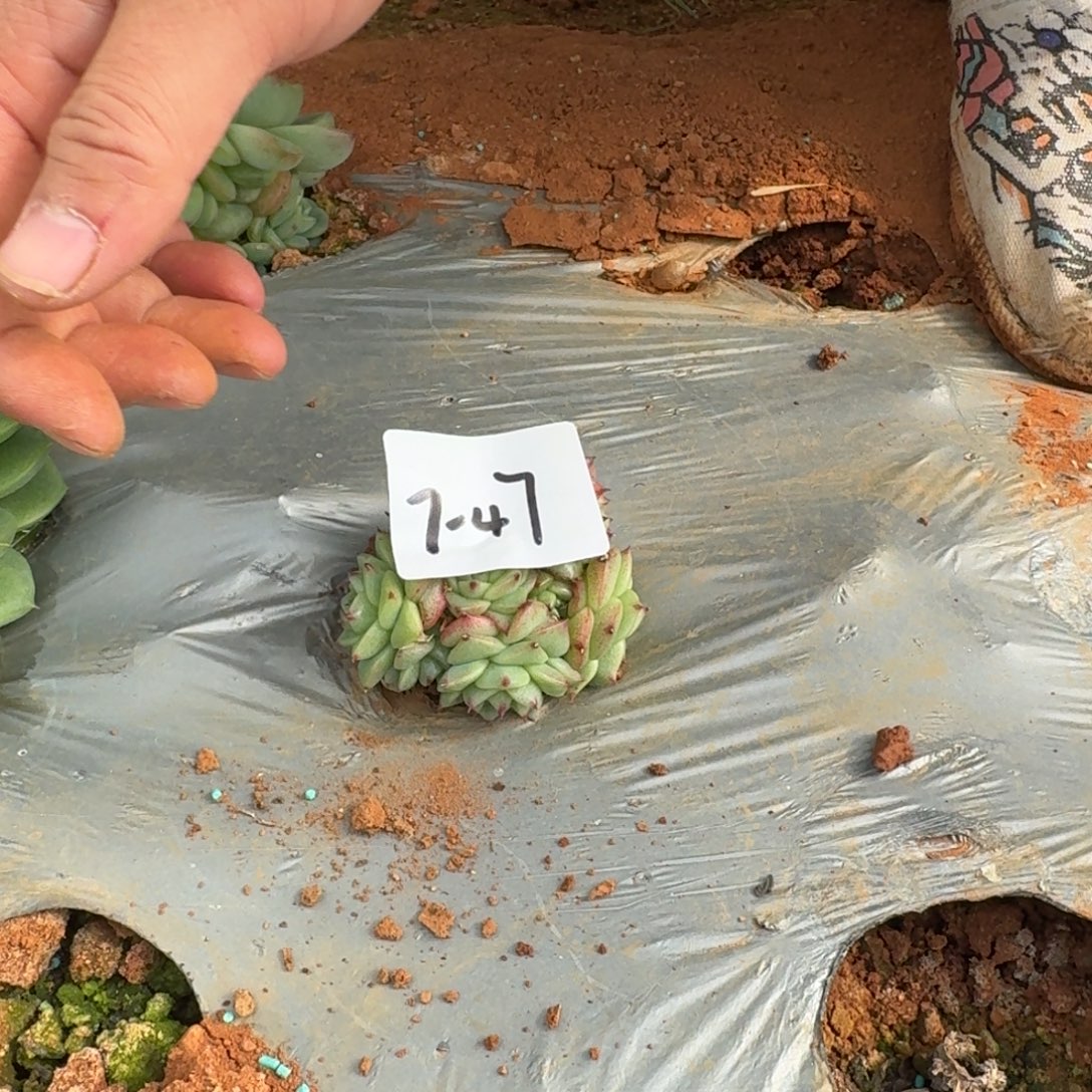 多肉杂交一物一拍7-47