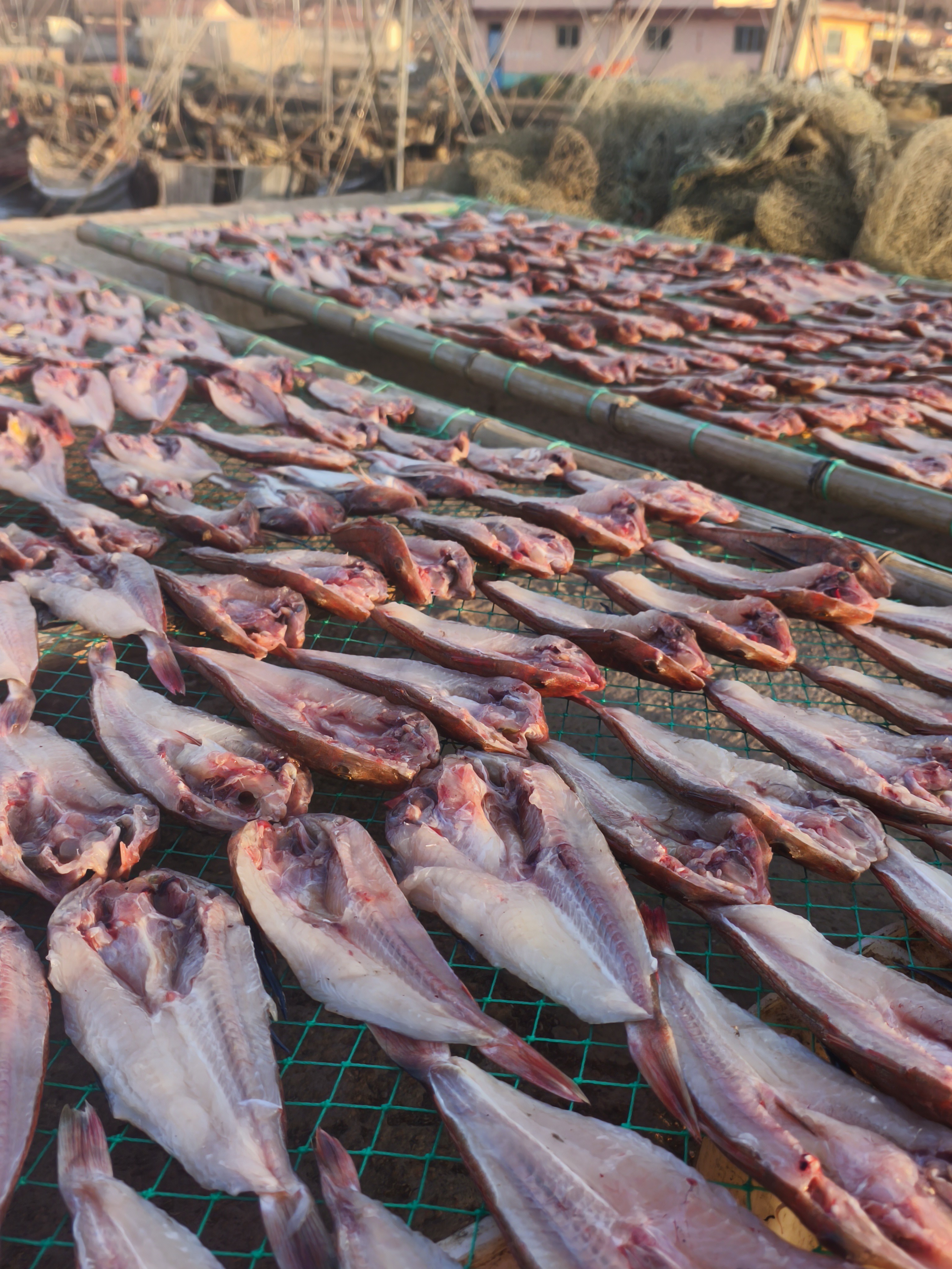 M红头鱼干琅琊码头纯海风风干鲜晒红头鱼干红娘子鱼鱼干