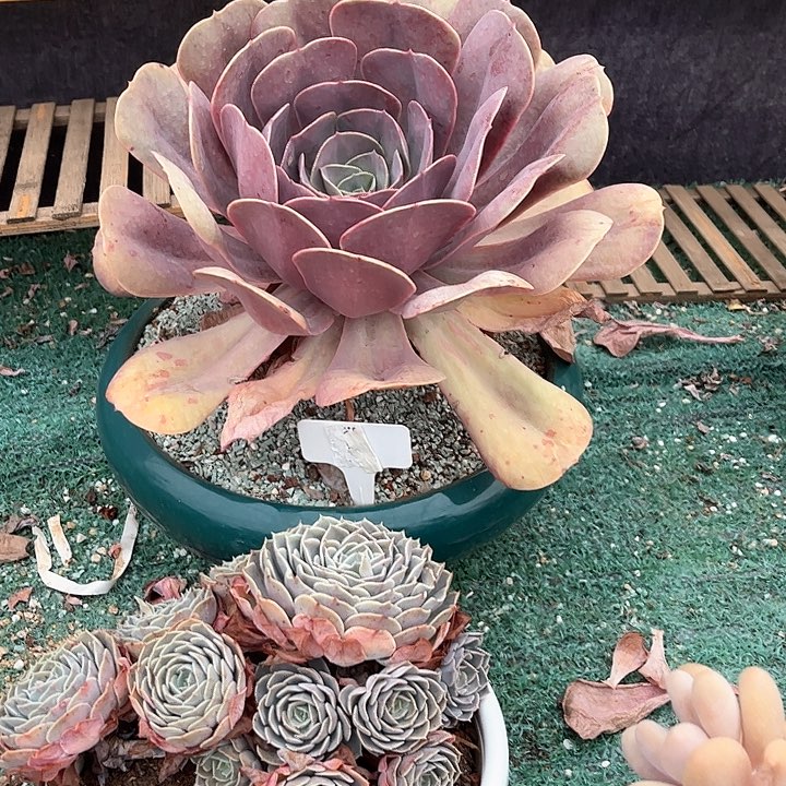 红陶暗*大单头老桩多肉