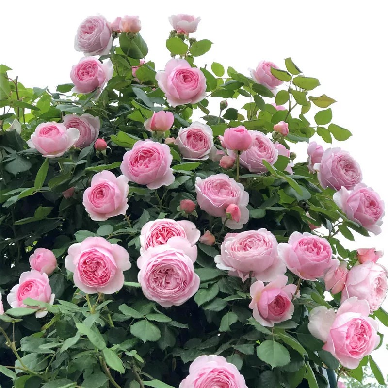 自由精神 浓香四季大花 爬藤月季花苗