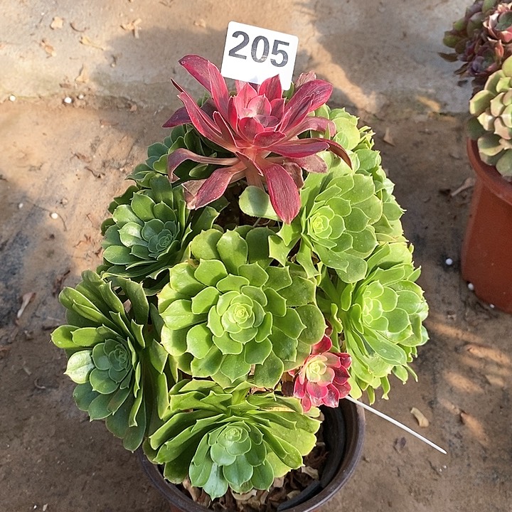 法师植物一物一拍