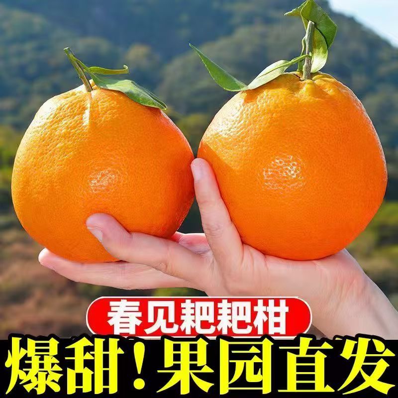 四川春见耙耙柑应季新鲜水果新鲜采摘包邮