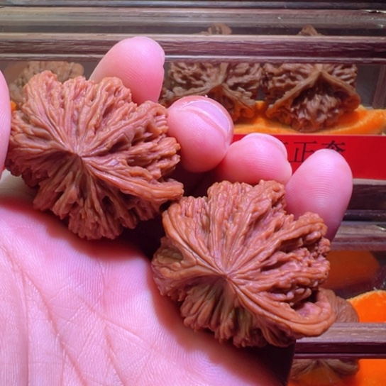 土豪级五指山五棱飞龙涿鹿