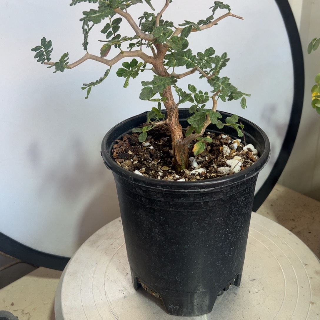 滔天橄榄带盆1111111