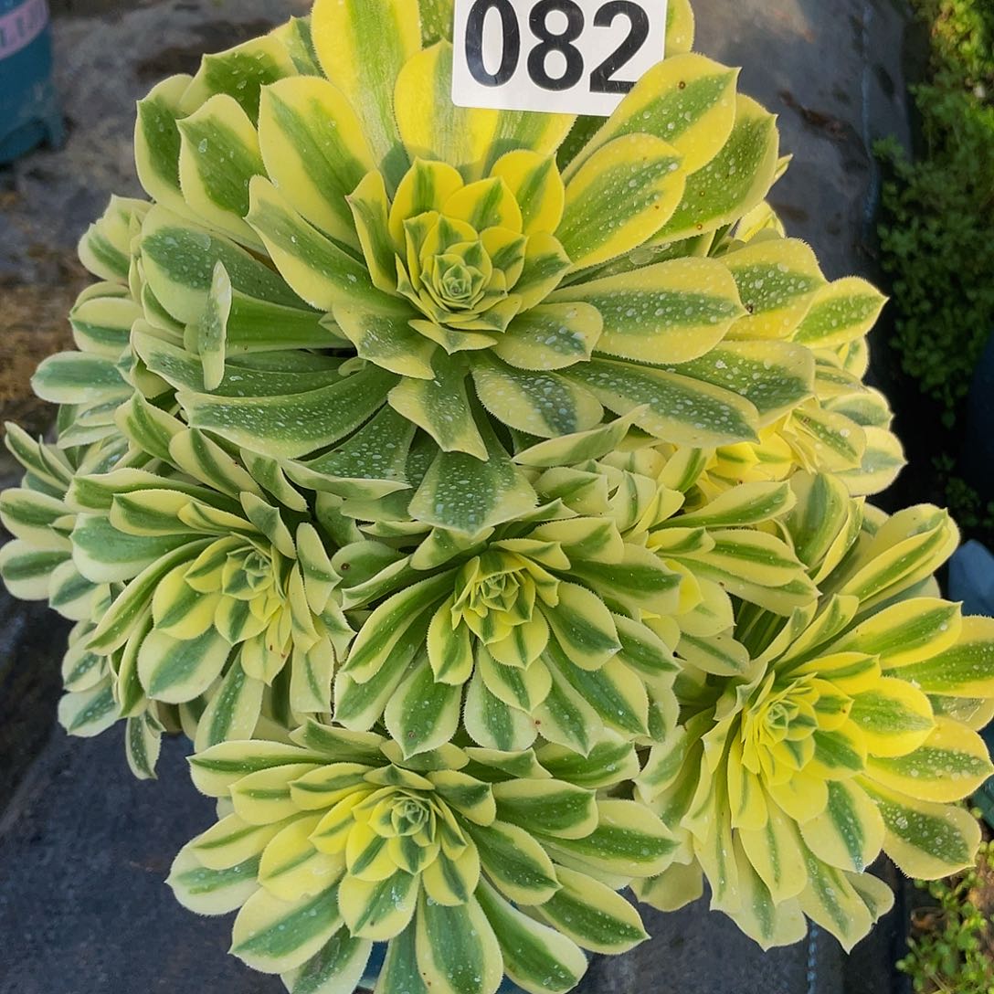 多肉法师82号迈巴赫发货不包损
