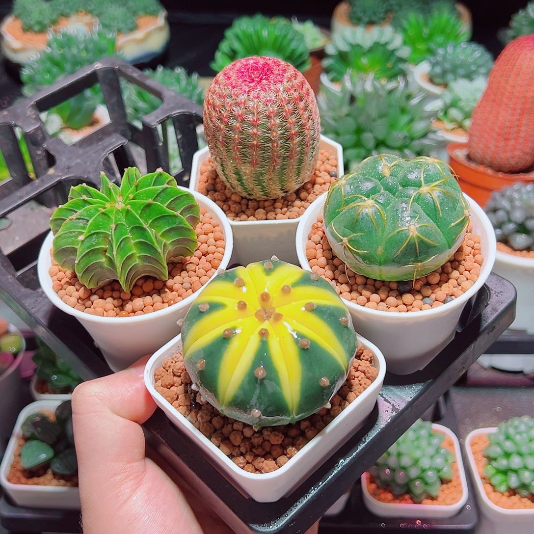 红太阳星兜锦肋骨海王原盆土