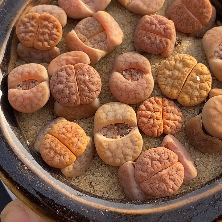 郭***?10550一盒拿铁样本