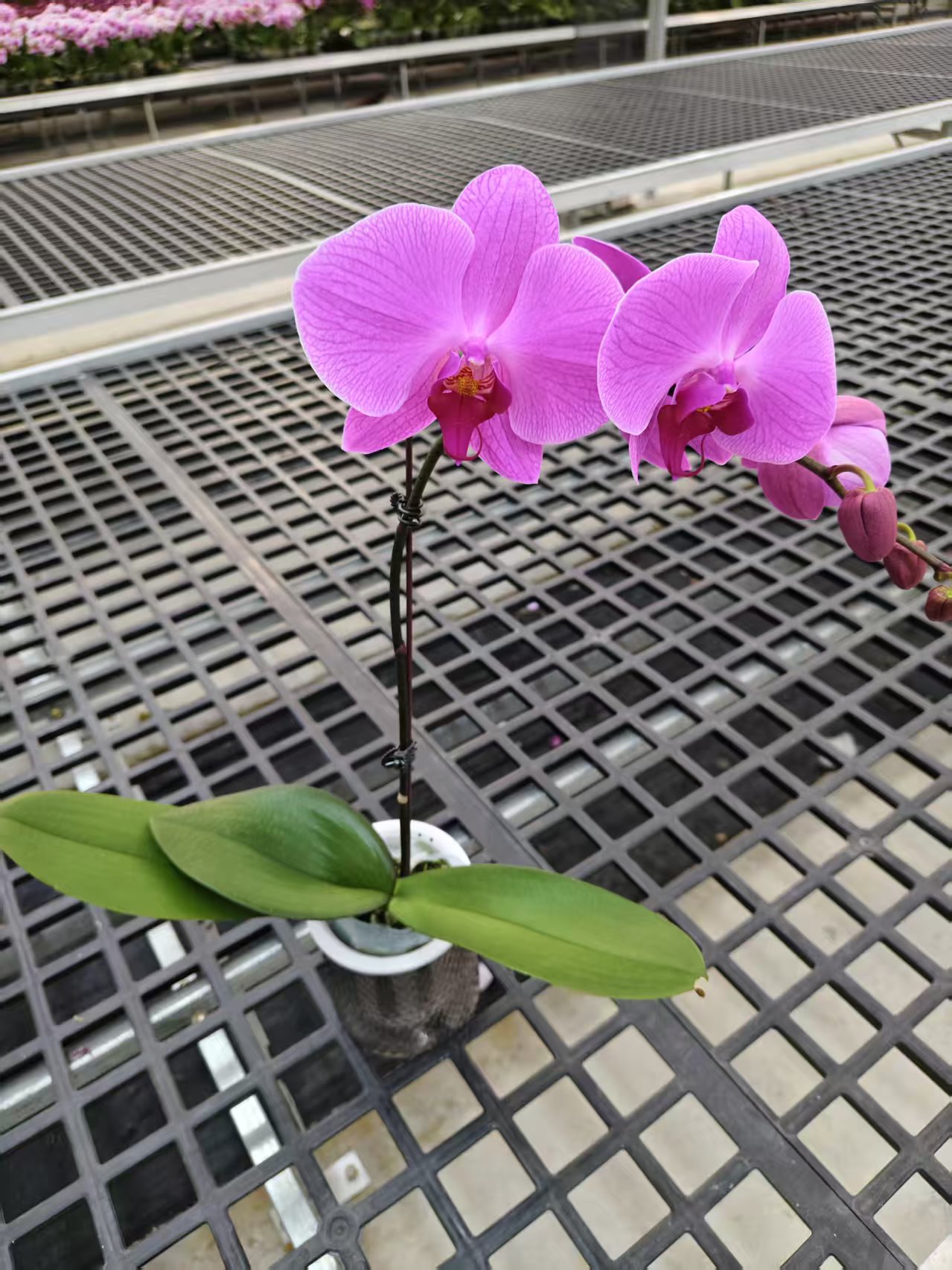 蝴蝶兰【刘诗诗】鲜花盆栽室内观赏花花佛山基地直发好养易活