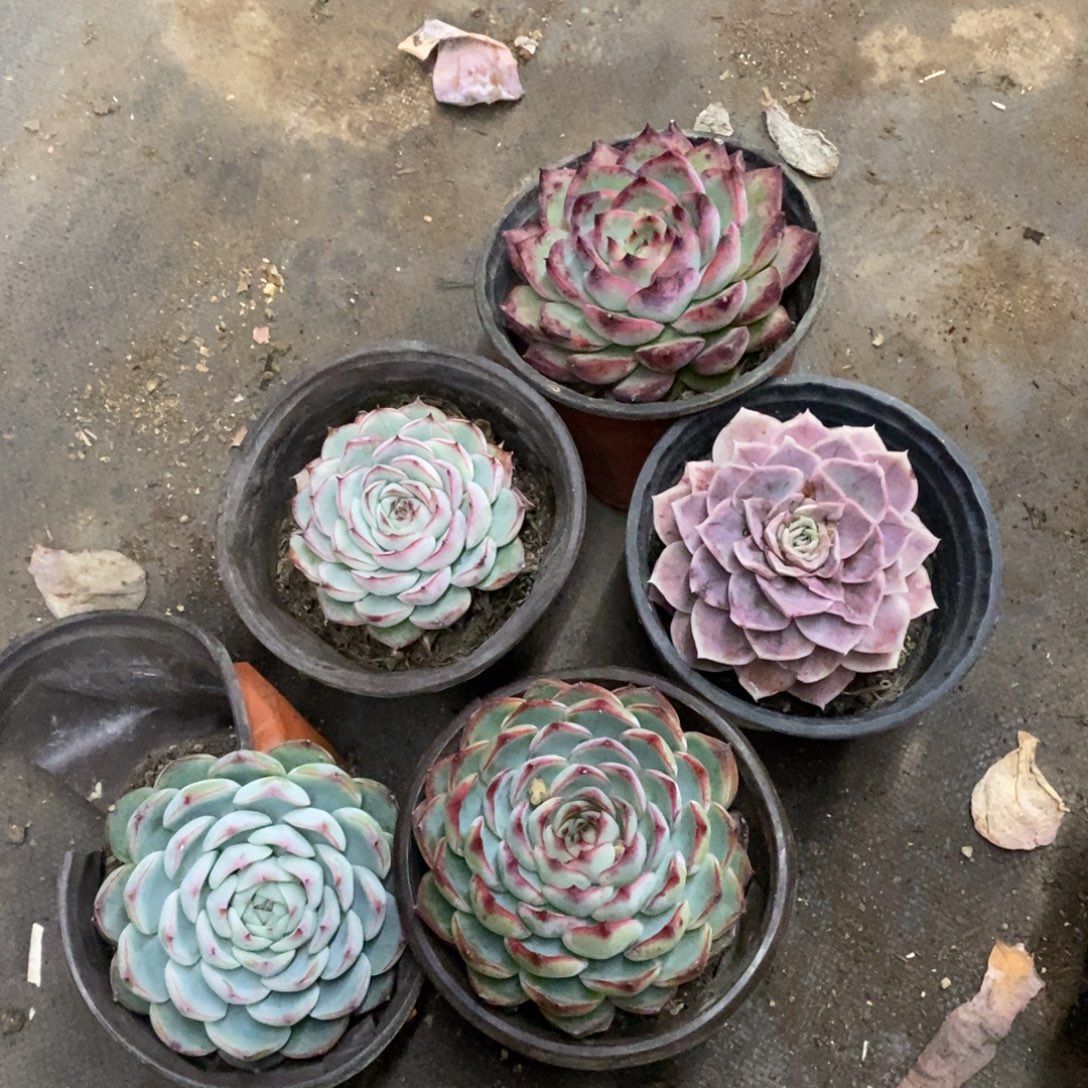 莲花座大单头五盆，不同品种120杯