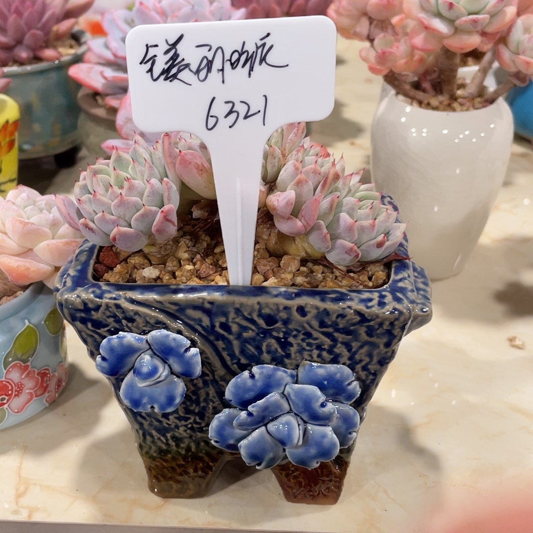 洞庭脱土发货12厘米