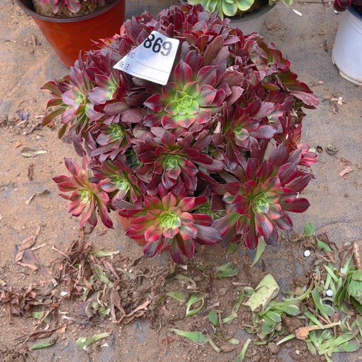 多肉安纳法师869