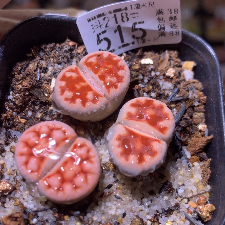 精品生石花218.515