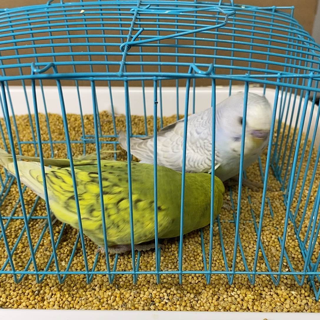 虎皮鹦鹉大头虎皮