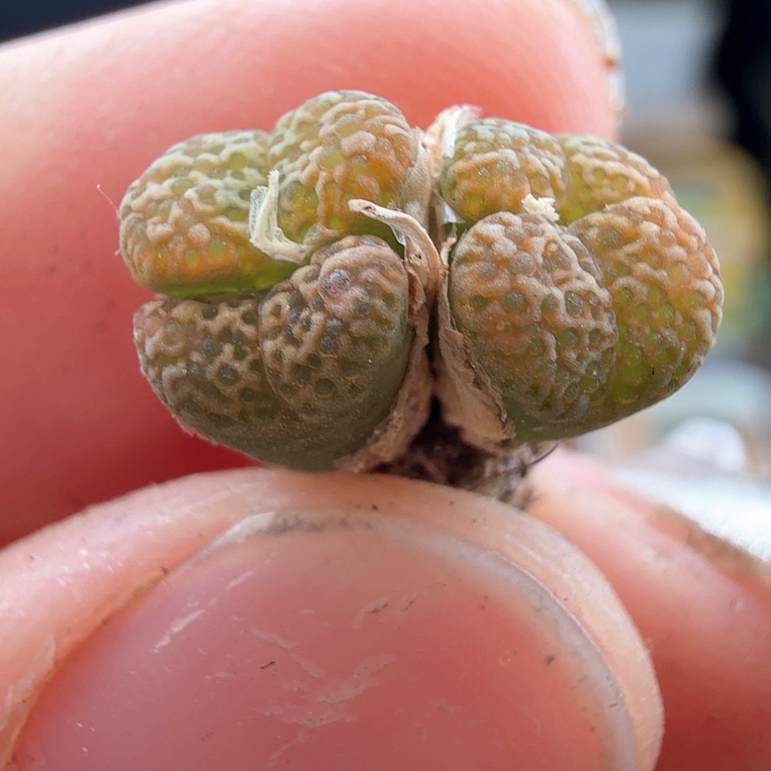 2.22.53/豹纹紫鸟新头/多肉植物