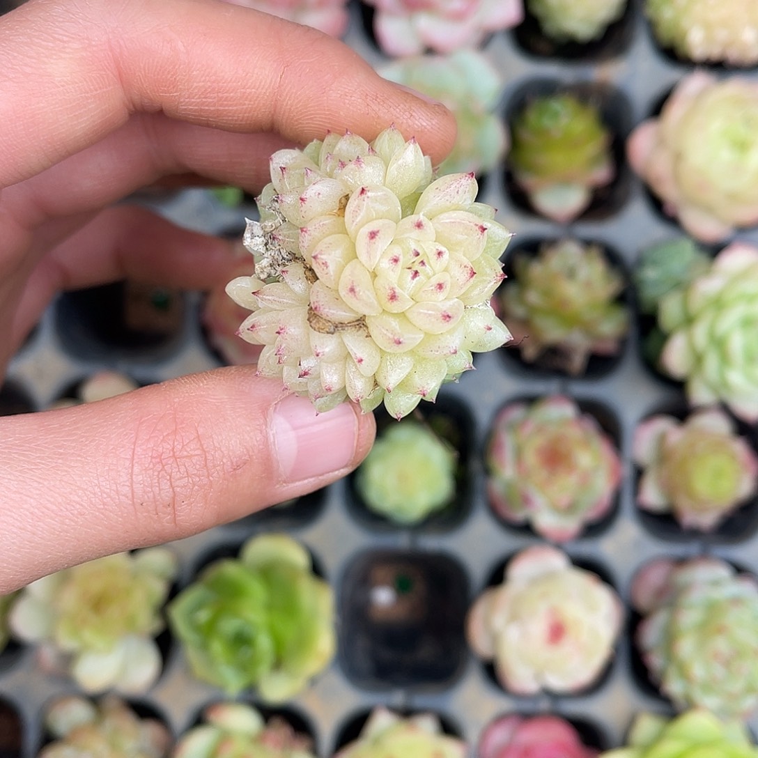 多肉杂交一物一拍1-144