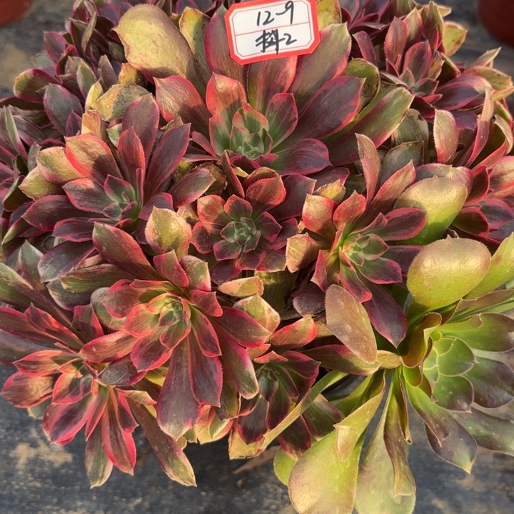 浣纱多肉法师不包损2
