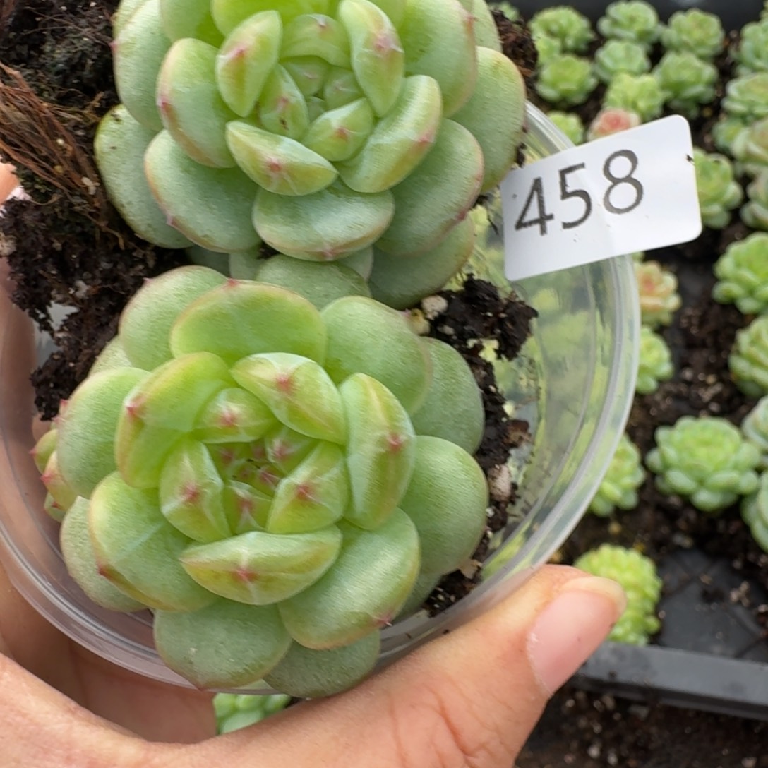 一物一拍一物一拍1108-435