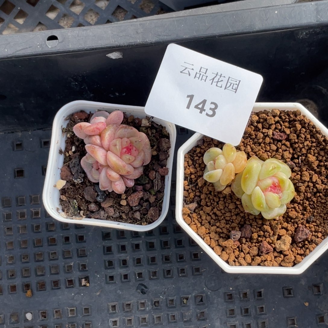 美***夕143号糖心冰心珍妮2