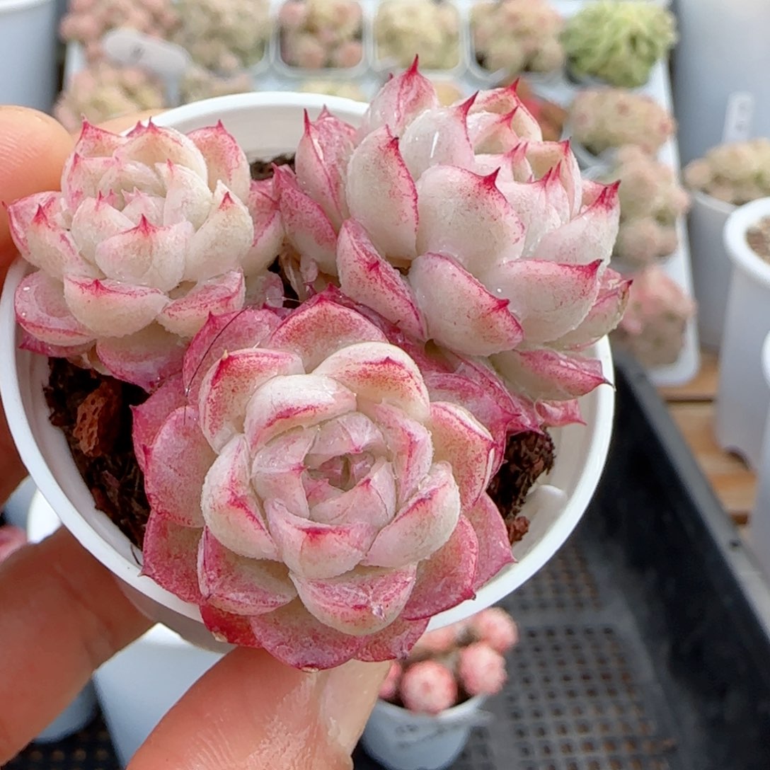 【闪购商品】0122-30女王