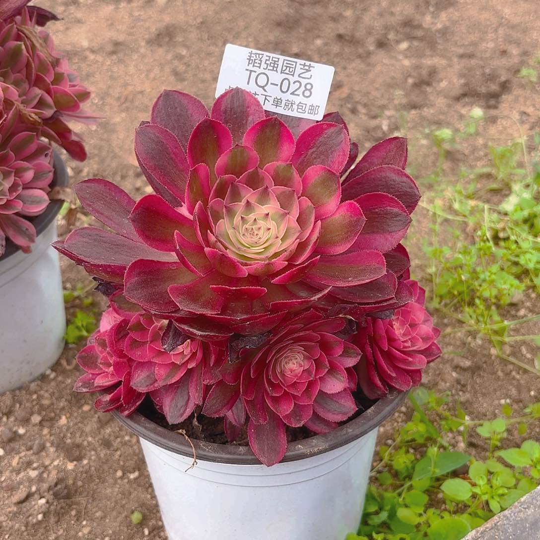 倾城多肉植物一号28