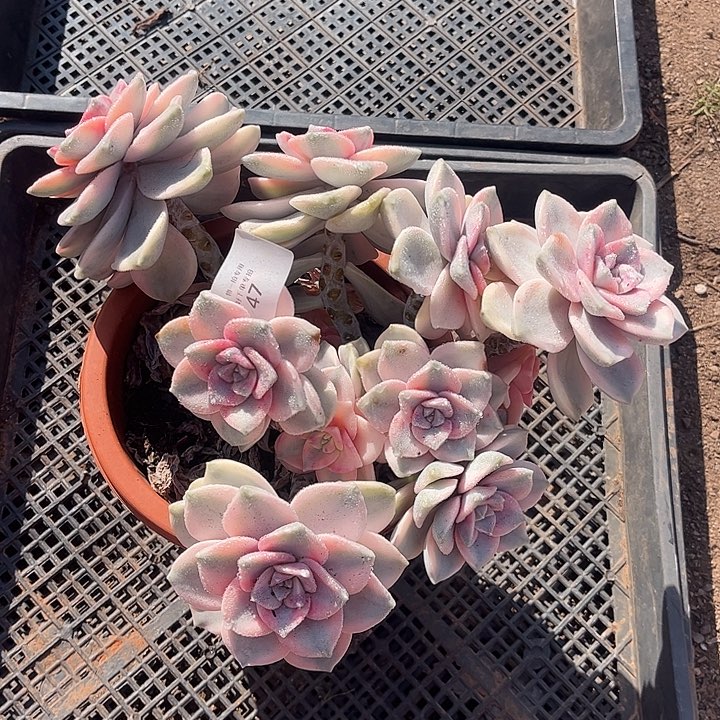 w***x紫乐锦白皮复伦锦粉锦，一物一拍