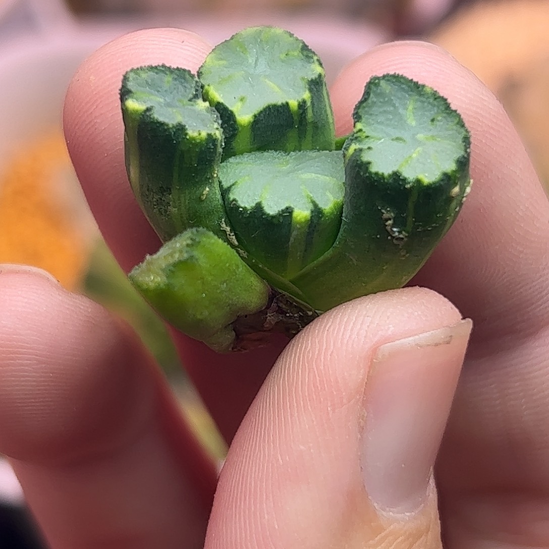 天照锦十二卷多肉植物826