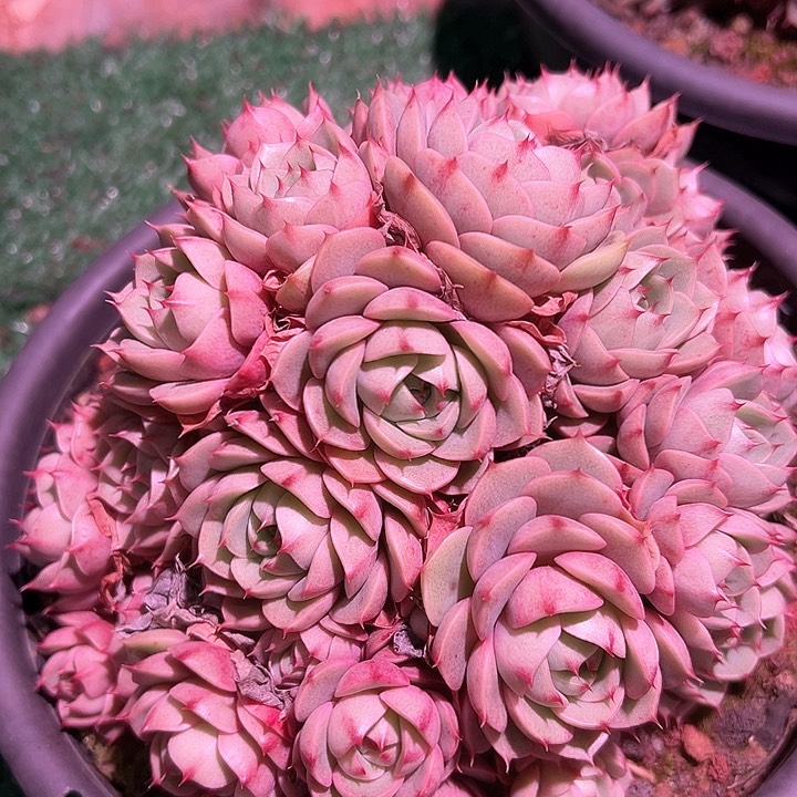 笨吧一个多肉脱土