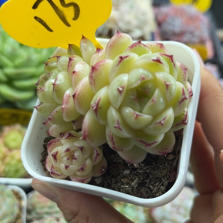 菠萝蜜珍妮麦秆群173
