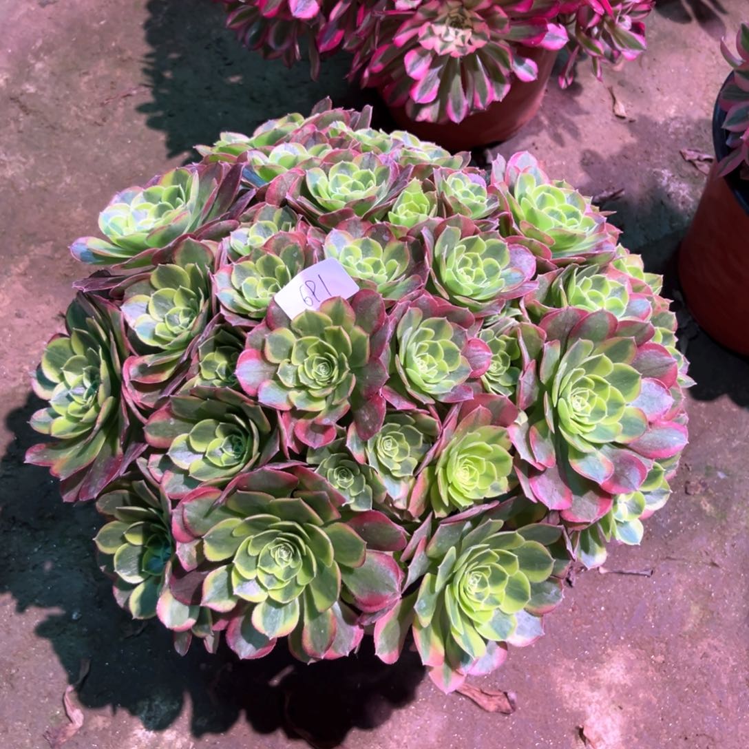 多肉植物奶白691