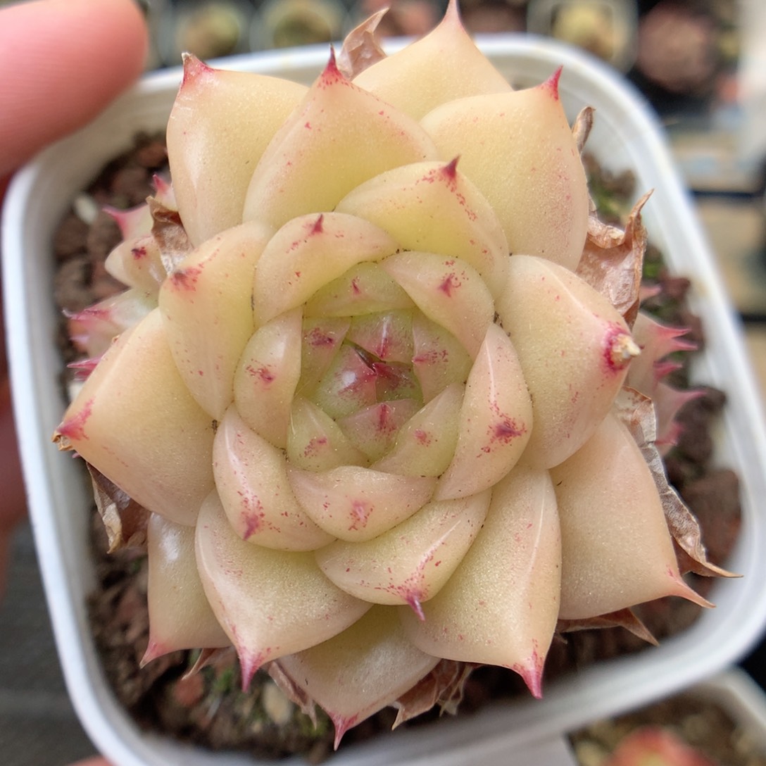 G50，20包邮两天凑单偏远不发货