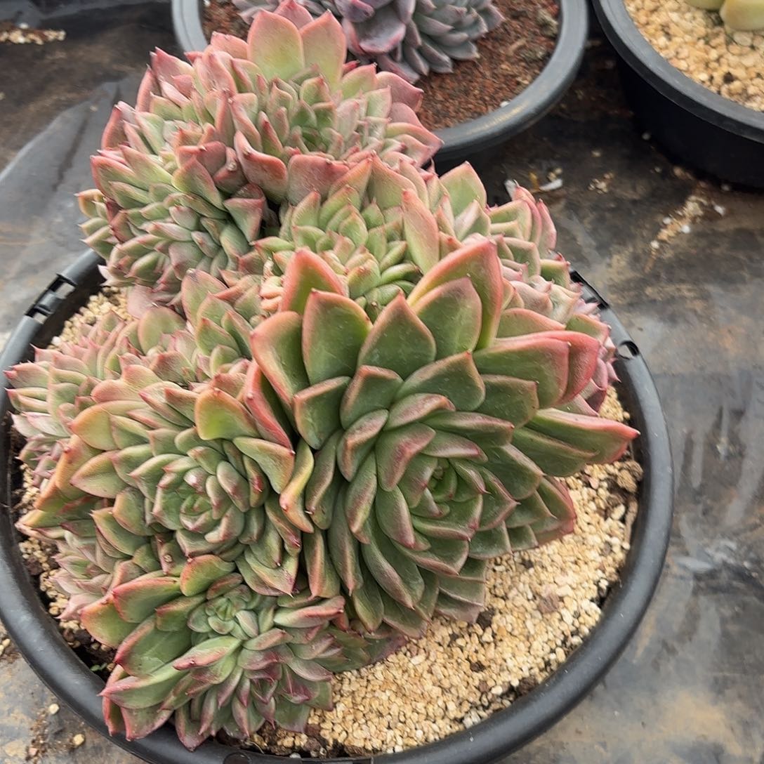 梅***夕珍妮杂交多肉植物多肉