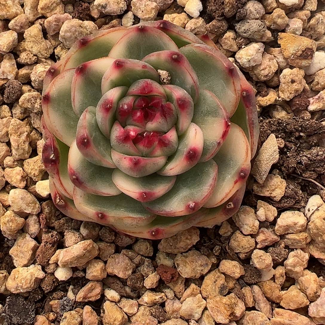 月亮石锦多肉植物