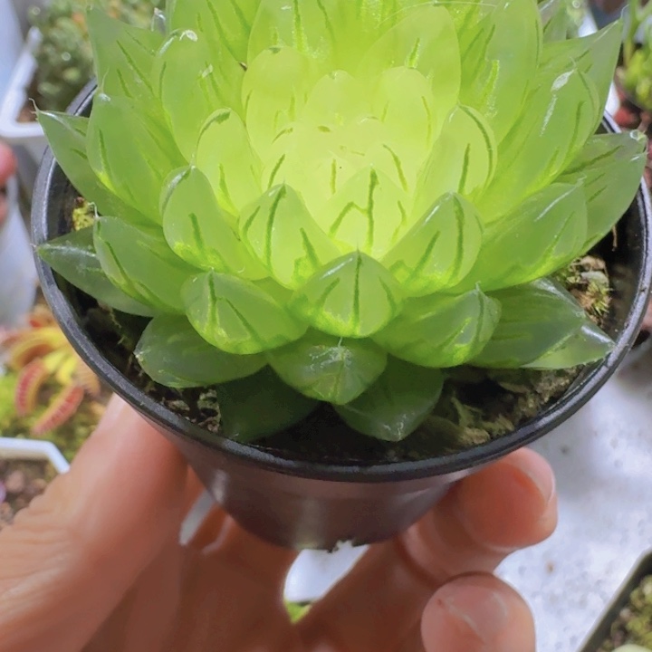 蝉翼雨露多肉一颗带盆土发货