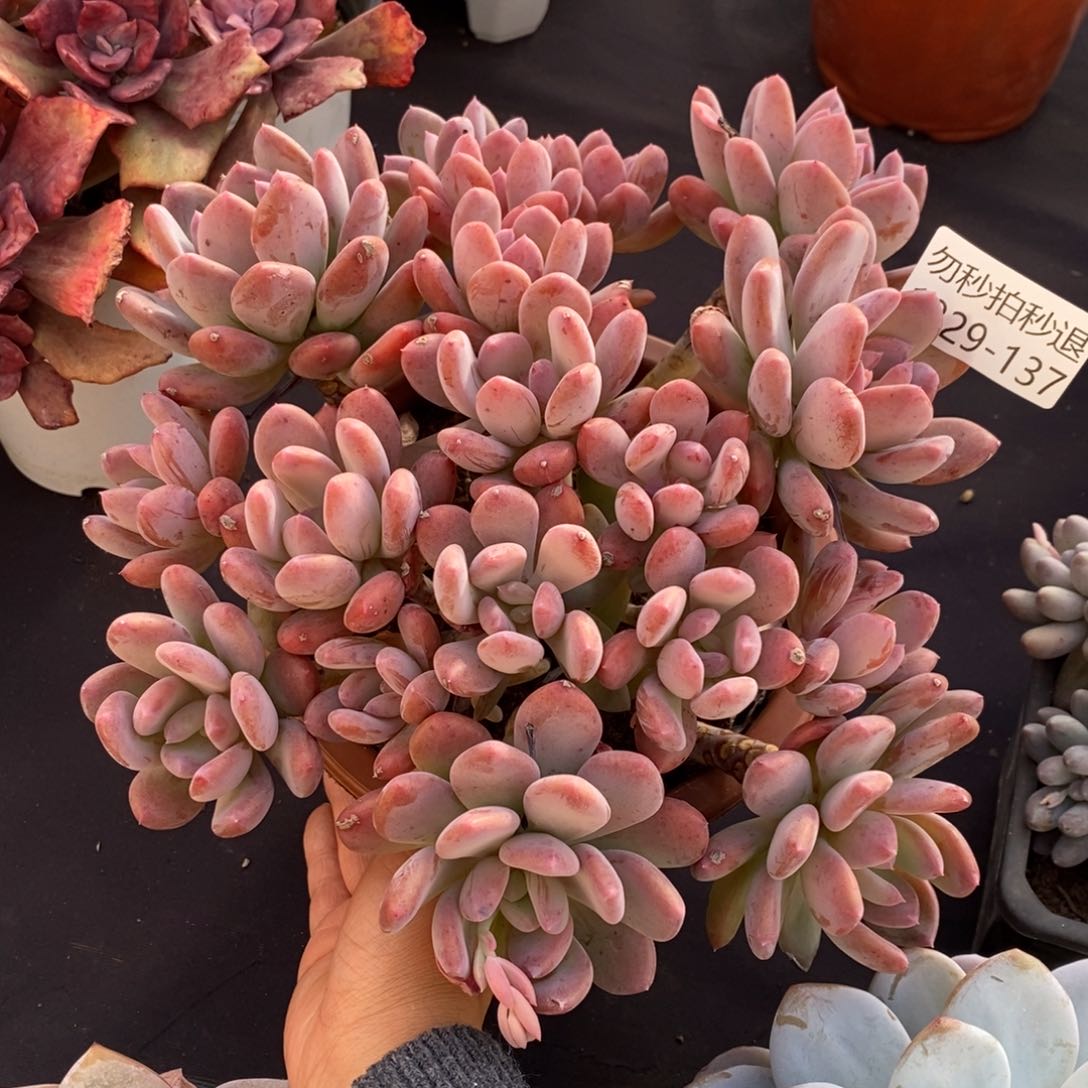 两单包邮1229-137灰姑娘