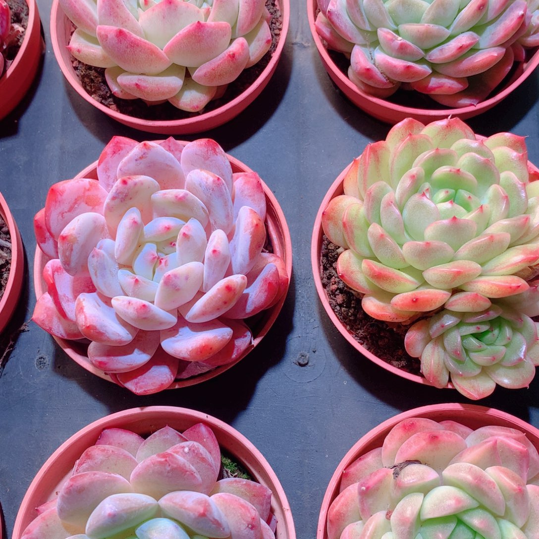 30-量拍品质保证多肉带盆9颗全单头